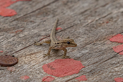 Lygodactylus gutturalis