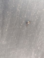 Calopteron bifasciatum