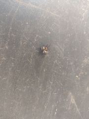 Calopteron bifasciatum