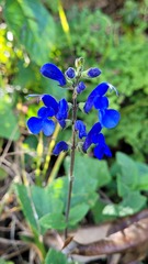 Salvia sagittata