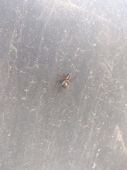 Calopteron bifasciatum