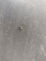 Calopteron bifasciatum