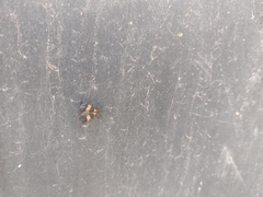 Calopteron bifasciatum