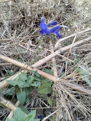 Salvia sagittata