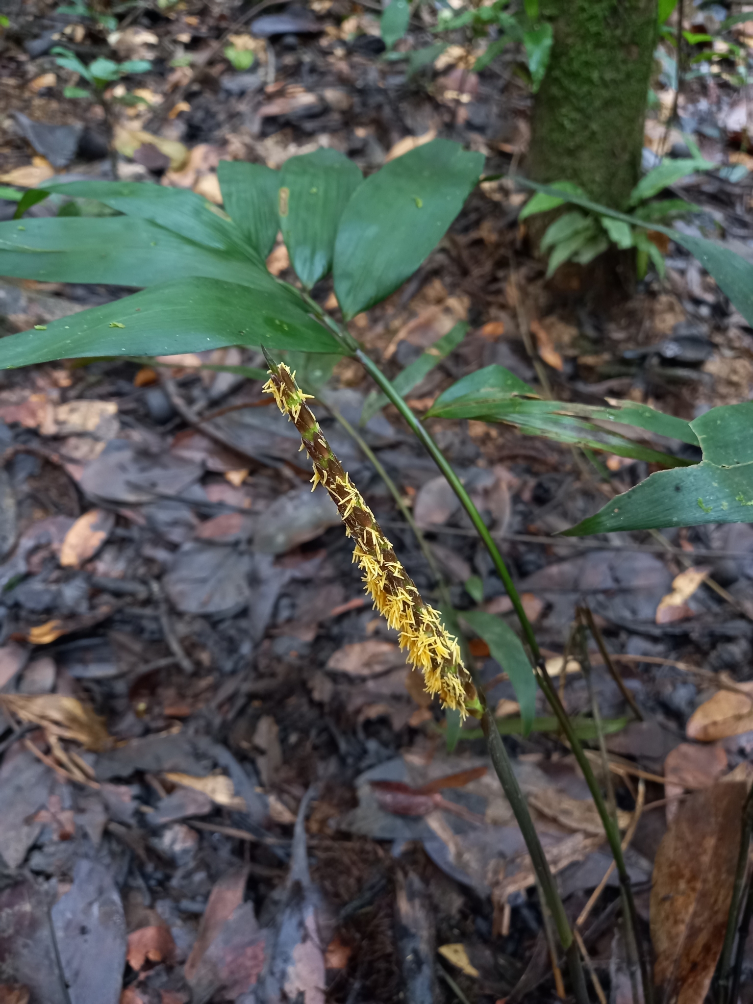 Pariana radiciflora
