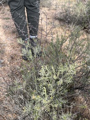Ericameria laricifolia