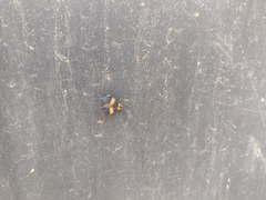 Calopteron bifasciatum