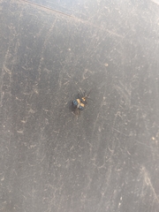 Calopteron bifasciatum