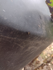 Calopteron bifasciatum