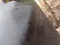 Calopteron bifasciatum