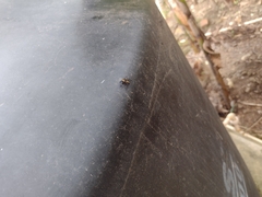 Calopteron bifasciatum