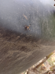 Calopteron bifasciatum