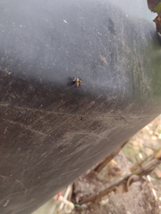 Calopteron bifasciatum