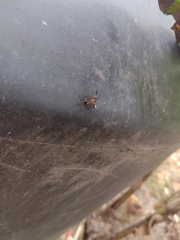 Calopteron bifasciatum