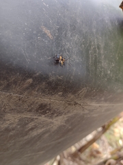 Calopteron bifasciatum