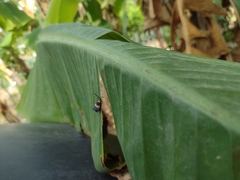 Calopteron bifasciatum