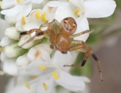 Synema decens