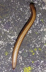 Ommatoiulus sabulosus