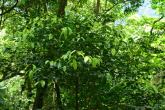 Cryptocarya chinensis
