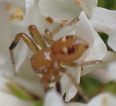Synema decens