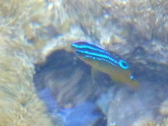 Stegastes variabilis
