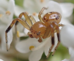 Synema decens