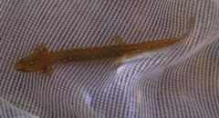 Eurycea troglodytes