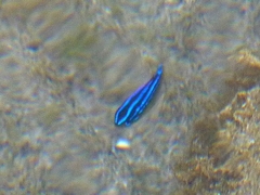 Stegastes variabilis