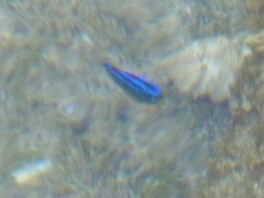 Stegastes variabilis