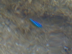 Stegastes variabilis