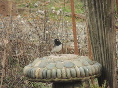 Junco hyemalis cismontanus