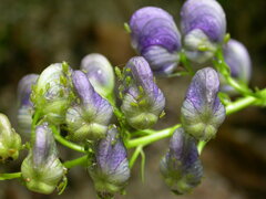 Aconitum angustifolium