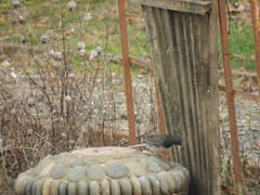 Junco hyemalis cismontanus