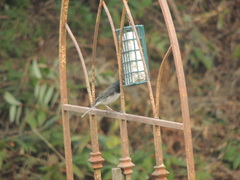 Junco hyemalis cismontanus