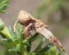 Thomisus scrupeus