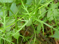 Aconitum angustifolium