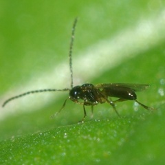 Alysiinae