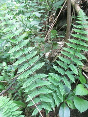 Myriopteris notholaenoides