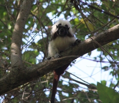 Saguinus oedipus