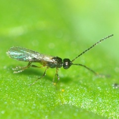 Alysiinae
