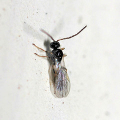 Aphidiinae