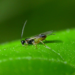 Braconinae