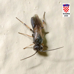 Cheloninae