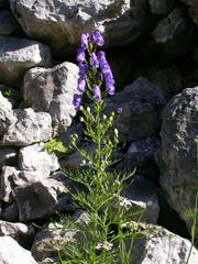 Aconitum angustifolium