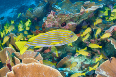 Plectorhinchus polytaenia
