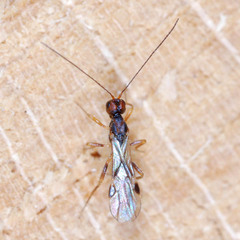 Dendrosoter protuberans