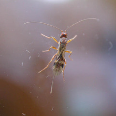 Doryctinae