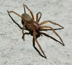 Asthenoctenus borellii