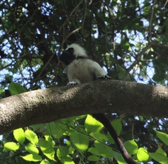 Saguinus oedipus