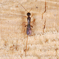 Doryctinae